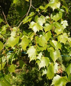 TILIA MONGOLICA ‘HARVEST GOLD’