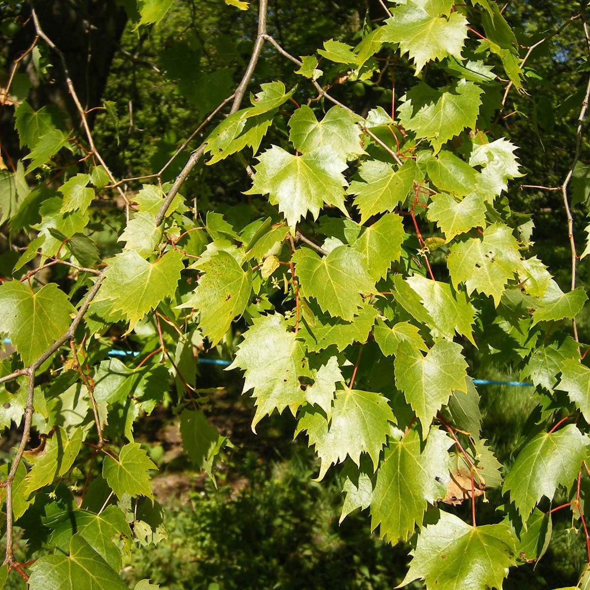TILIA MONGOLICA ‘HARVEST GOLD’