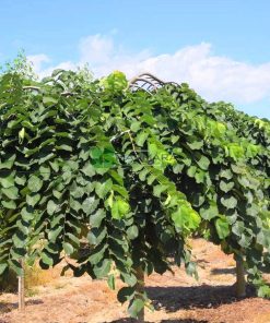 ULMUS GLABRA ‘PENDULA’