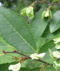 ULMUS JAPONICA ‘ACCOLADE’