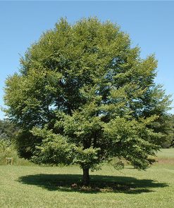 ULMUS JAPONICA ‘NEW HORIZON’