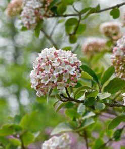 VIBURNUM CARICEPHALUM ‘SNOWBALL’ (SUR TIGE)