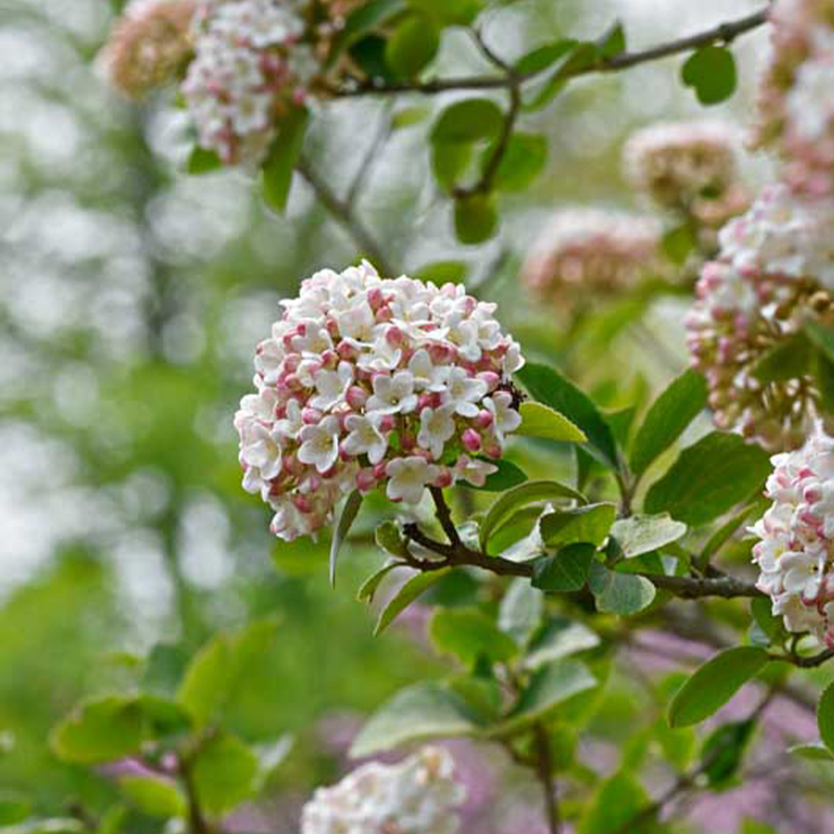 VIBURNUM CARICEPHALUM ‘SNOWBALL’ (SUR TIGE)