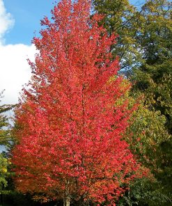 ACER RUBRUM ‘BOWHALL’