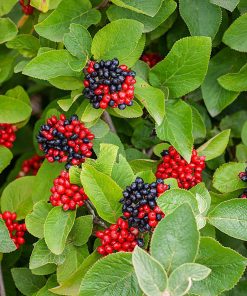 VIBURNUM LANTANA (SUR TIGE)