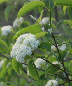 VIBURNUM LENTAGO (SUR TIGE)