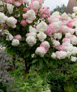 HYDRANGEA PANICULATA ‘VANILLE FRAISE’ (SUR TIGE)