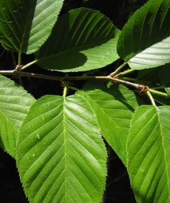 BETULA ALLEGHANIENSIS