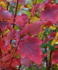 ACER RUBRUM ‘BRANDYWINE’