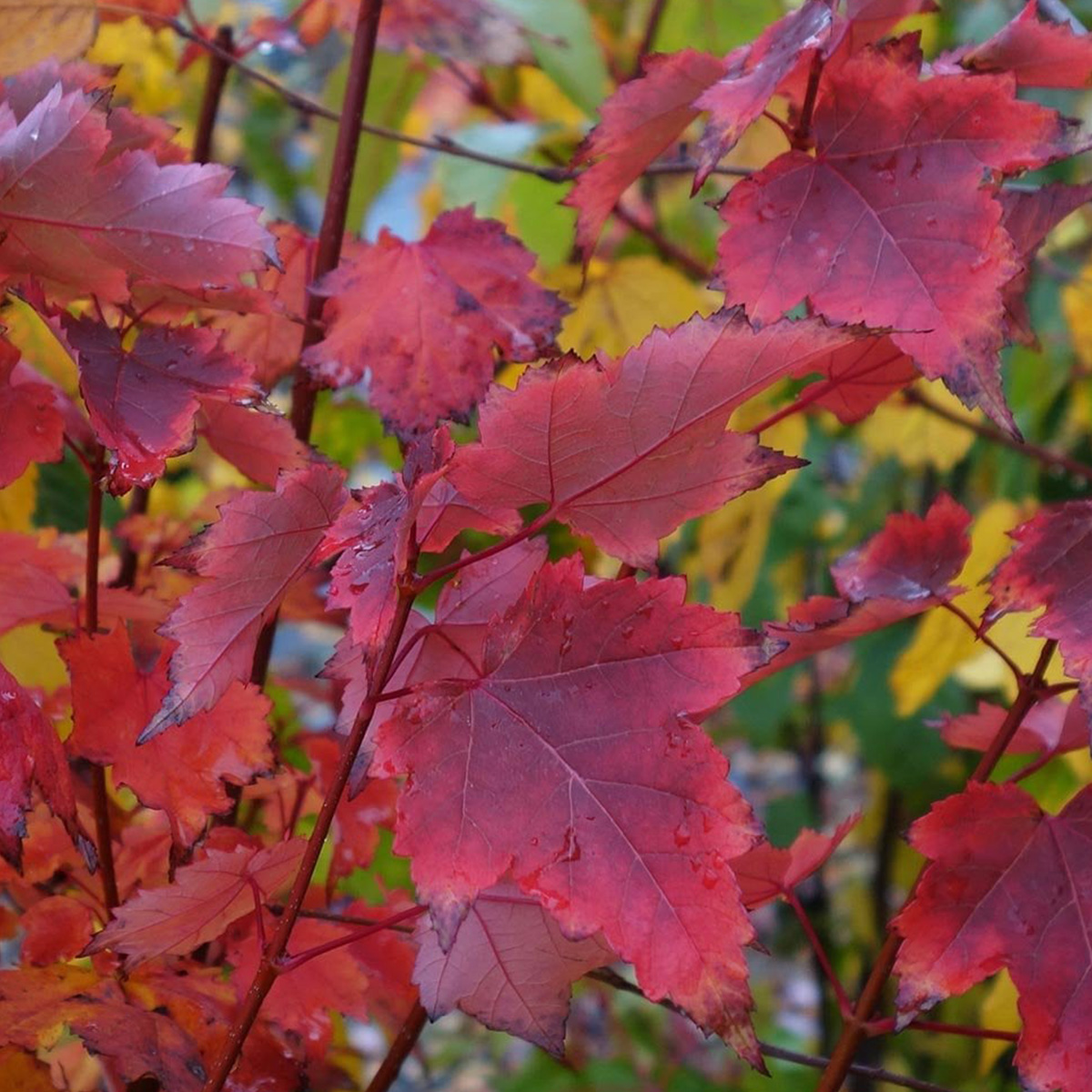 ACER RUBRUM ‘BRANDYWINE’ – Image 2