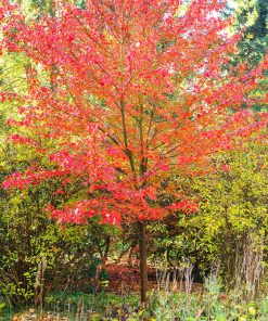 ACER RUBRUM ‘OCTOBER GLORY’
