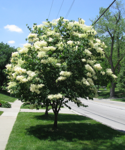 SYRINGA RETICULATA ‘IVORY SILK’