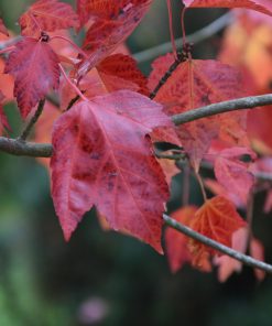 ACER RUBRUM ‘RED SUNSET’