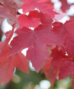 ACER RUBRUM ‘REDPOINTE’