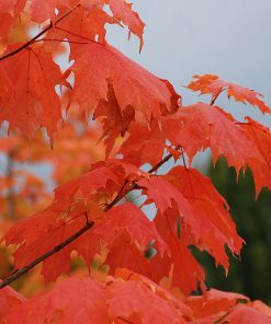 ACER SACCHARUM ‘APOLLO’