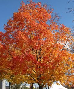 ACER SACCHARUM ‘FALL FIESTA’