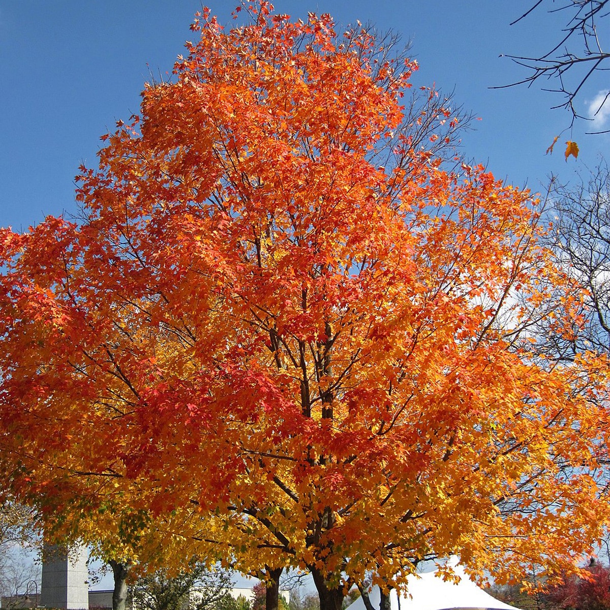 ACER SACCHARUM ‘FALL FIESTA’ – Image 2
