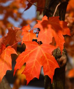 ACER SACCHARUM ‘GREEN MOUNTAIN’