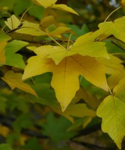 ACER ‘STATE STREET’