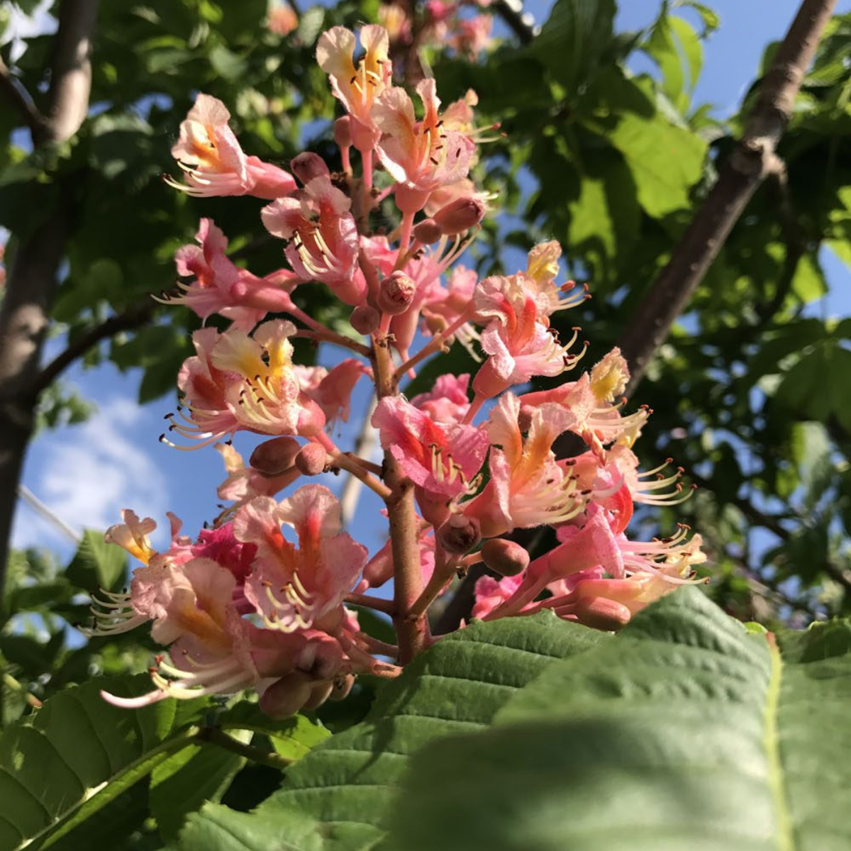 AESCULUS X CARNEA ‘FORT MCNAIR’ – Image 2