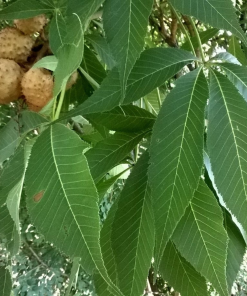 AESCULUS GLABRA