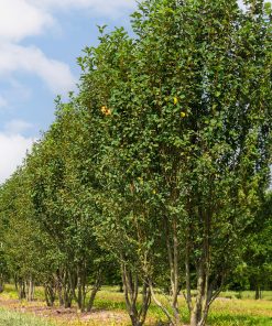 AMELANCHIER ALNIFOLIA ‘OBELISK’