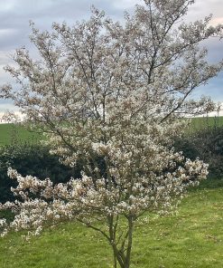 AMELANCHIER CANADENSIS ‘BALLERINA’