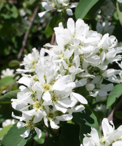 AMELANCHIER X GRANDIFLORA ‘AUTUMN BRILLANCE’