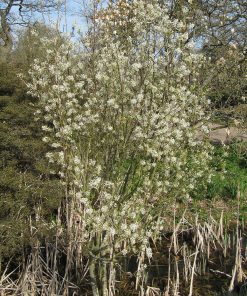 AMELANCHIER X GRANDIFLORA ‘PRINCESS DIANA’