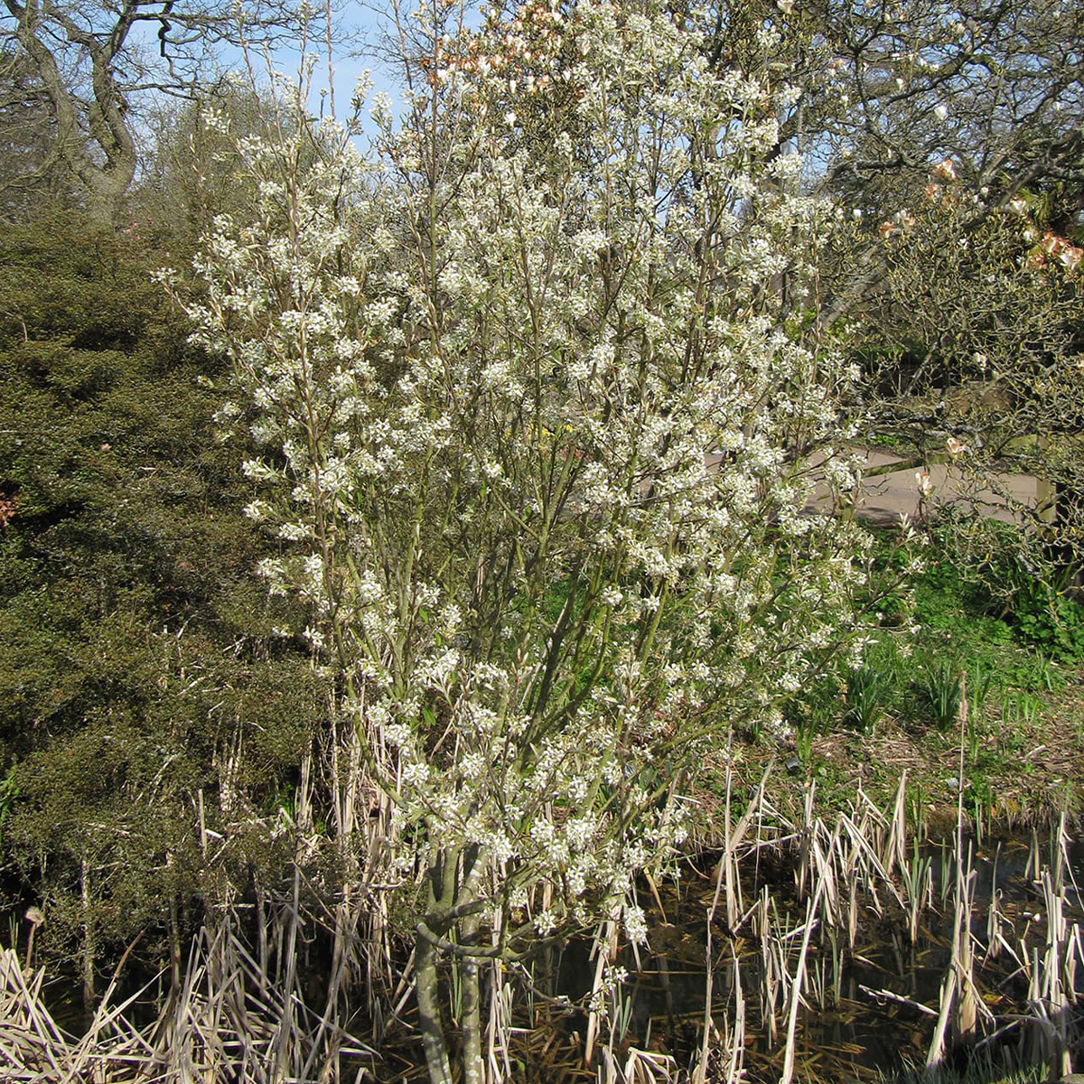 AMELANCHIER X GRANDIFLORA ‘PRINCESS DIANA’