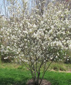 AMELANCHIER LEAVIS ‘CUMULUS’