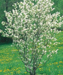 AMELANCHIER CANADENSIS ‘RAINBOW PILLAR’