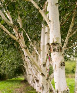 BETULA UTILIS ‘JACQUEMONTII’