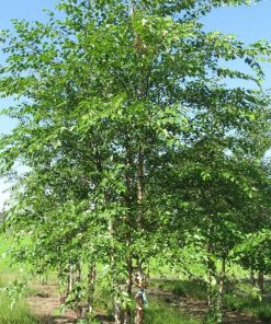 BETULA NIGRA (TALLE)