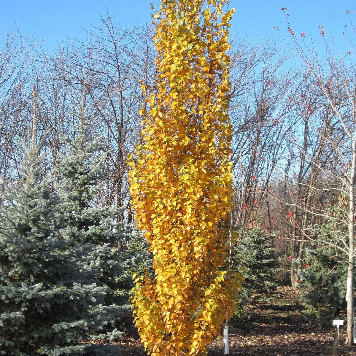 BETULA PLATYPHYLLA ‘PARKLAND PILLAR’ – Image 2