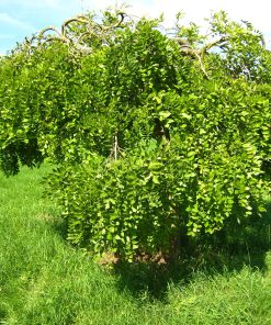 CARAGANA ARBORESCENS ‘PENDULA’ (SUR TIGE)