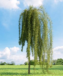 CARAGANA ARBORESCENS ‘WALKER’ (SUR TIGE)