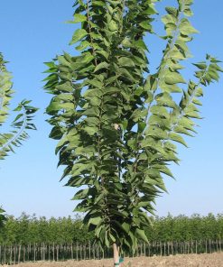 CELTIS OCCIDENTALIS ‘PRAIRIE SENTINEL’