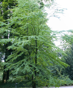 CERCIDIPHYLLUM JAPONICUM