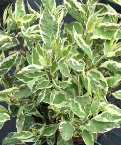 CORNUS ALBA ‘IVORY HALO’ (SUR TIGE)
