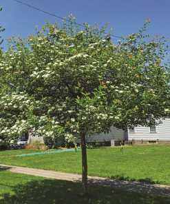 CRATAEGUS CRUS-GALLI ‘INERMIS’