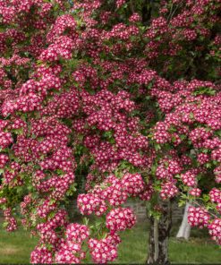 CRATAEGUS LAEVIGATA ‘CRIMSON CLOUD’