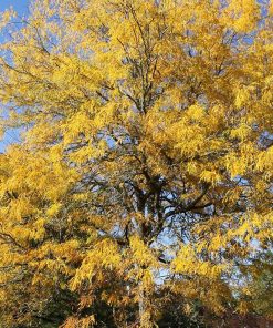 GLEDITSIA TRI. IN. ‘SKYLINE’