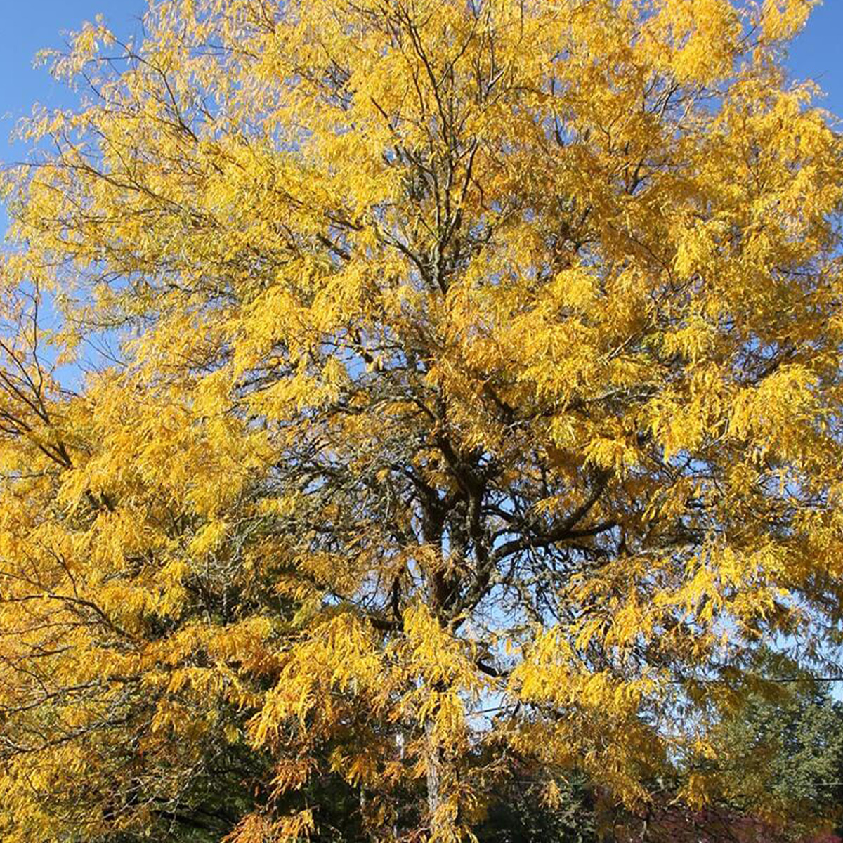 GLEDITSIA TRI. IN. ‘SKYLINE’ – Image 3