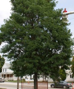 GLEDITSIA TRI. IN. ‘STREET KEEPER’