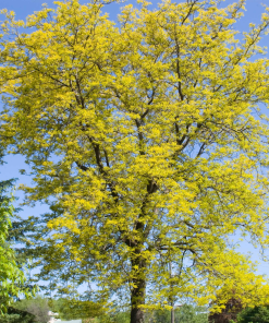 GLEDITSIA TRI. IN. ‘SUNBURST’