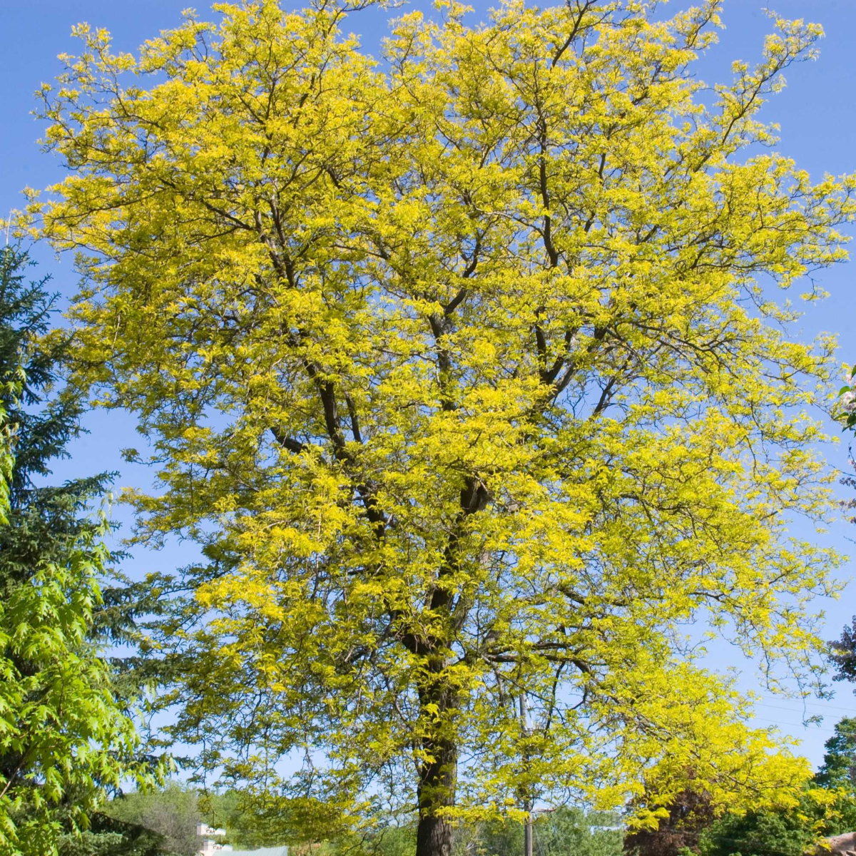 GLEDITSIA TRI. IN. ‘SUNBURST’