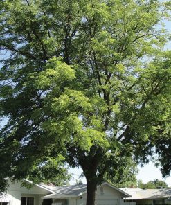 GYMNOCLADUS DIOICUS ‘ESPRESSO’