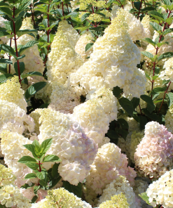 HYDRANGEA PANICULATA ‘BOBO’ (SUR TIGE)
