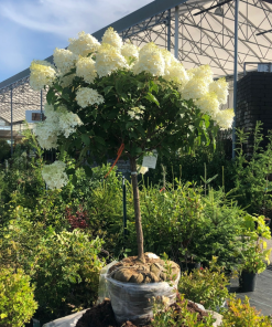 HYDRANGEA PANICULATA ‘PHANTOM’ (SUR TIGE)
